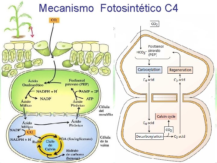 Mecanismo Fotosintético C 4 