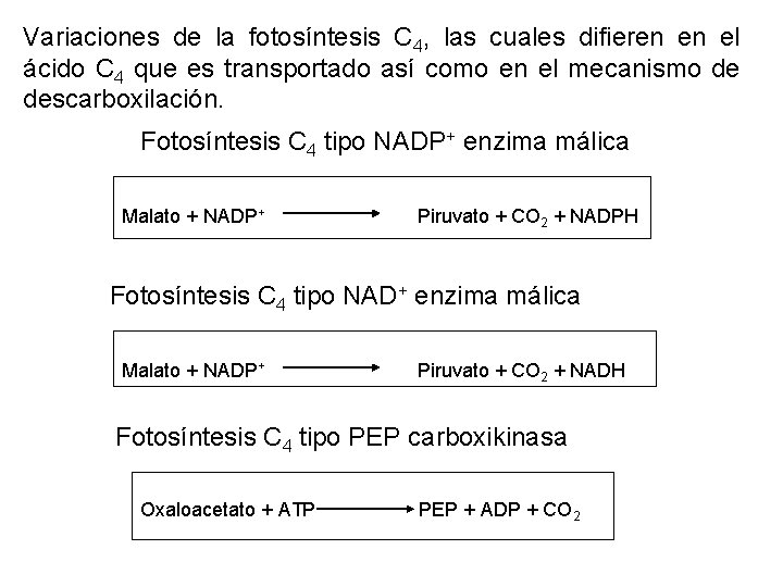 Variaciones de la fotosíntesis C 4, las cuales difieren en el ácido C 4