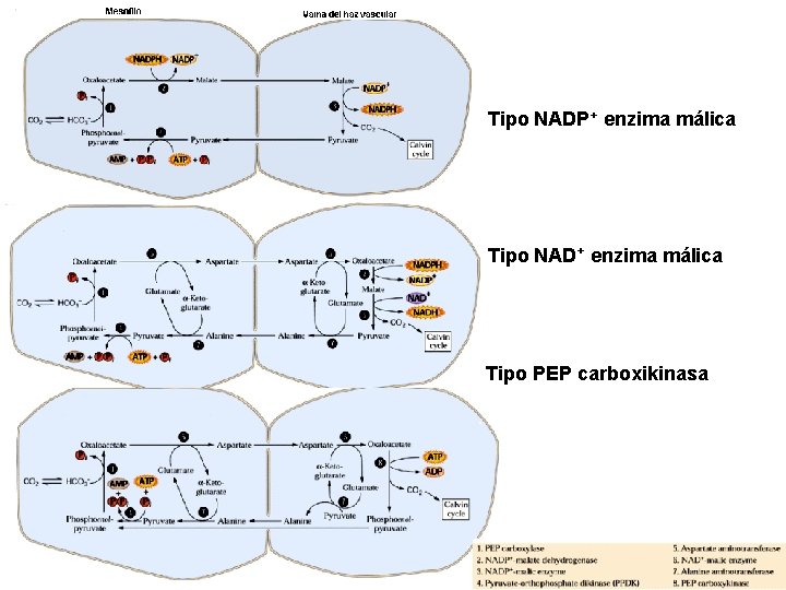 Tipo NADP+ enzima málica Tipo NAD+ enzima málica Tipo PEP carboxikinasa 