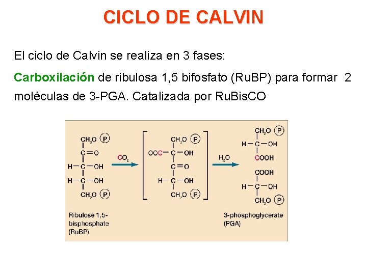 CICLO DE CALVIN El ciclo de Calvin se realiza en 3 fases: Carboxilación de