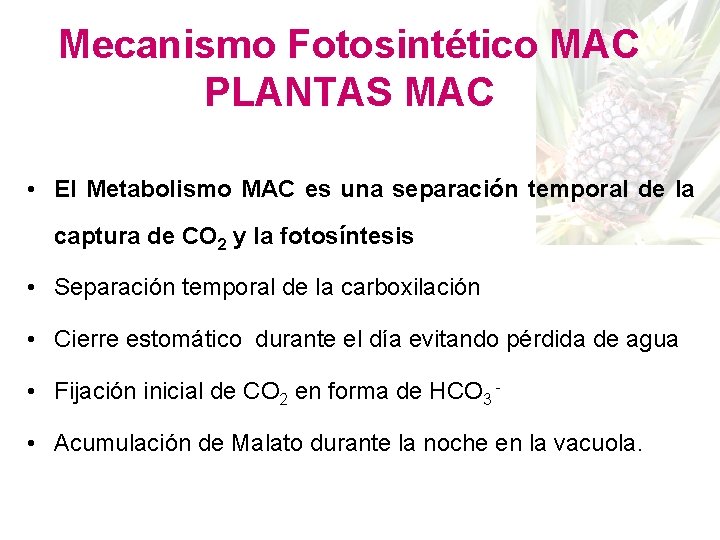 Mecanismo Fotosintético MAC PLANTAS MAC • El Metabolismo MAC es una separación temporal de