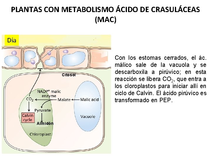 PLANTAS CON METABOLISMO ÁCIDO DE CRASULÁCEAS (MAC) Día Citosol Almidón Con los estomas cerrados,
