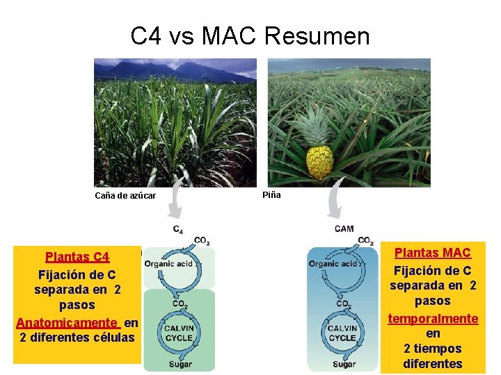 C 4 vs MAC Resumen Caña de azúcar Plantas C 4 Fijación de C