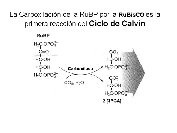 La Carboxilación de la Ru. BP por la Ru. Bis. CO es la primera
