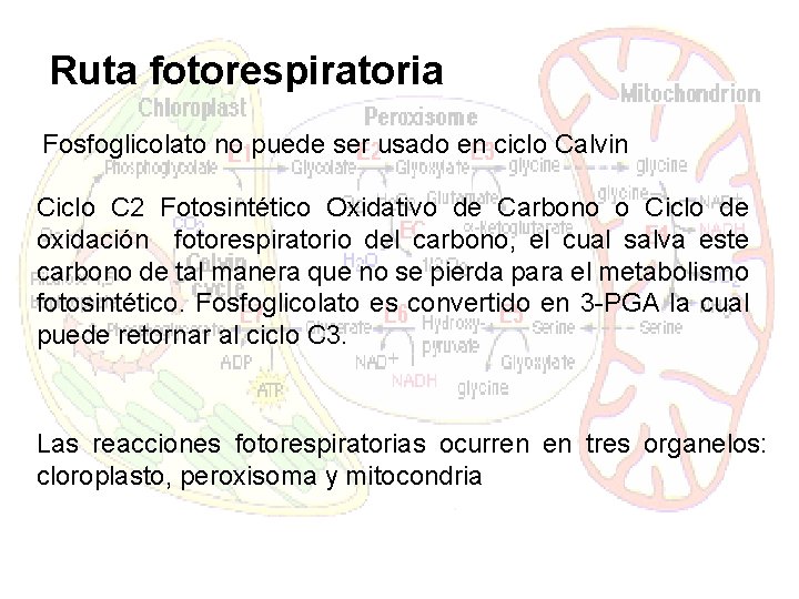 Ruta fotorespiratoria Fosfoglicolato no puede ser usado en ciclo Calvin Ciclo C 2 Fotosintético