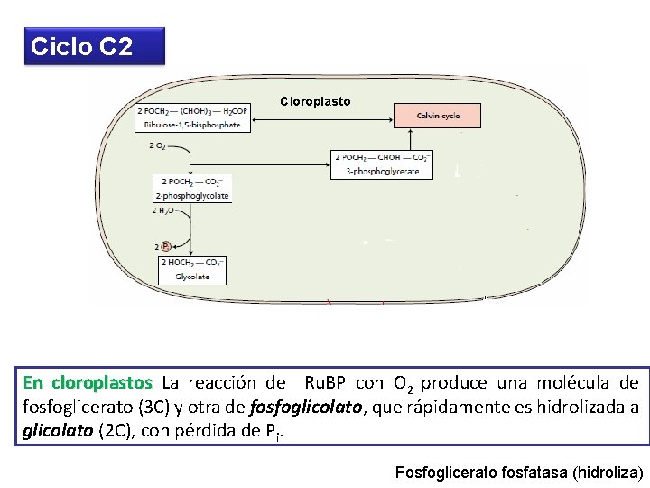 Ciclo C 2 Cloroplasto En cloroplastos La reacción de Ru. BP con O 2