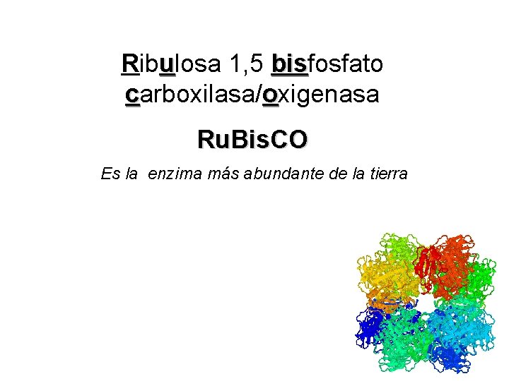 Ribulosa 1, 5 bisfosfato bis carboxilasa/oxigenasa Ru. Bis. CO Es la enzima más abundante