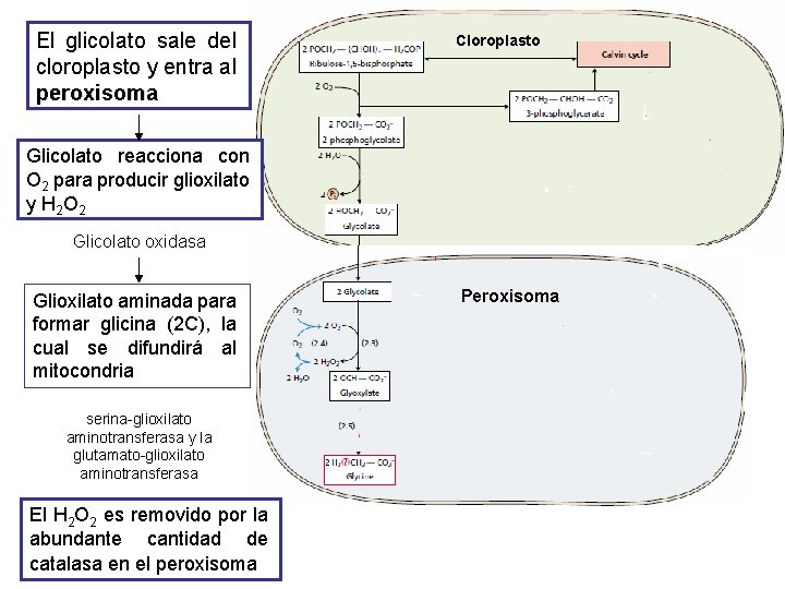 El glicolato sale del cloroplasto y entra al peroxisoma Cloroplasto Glicolato reacciona con O