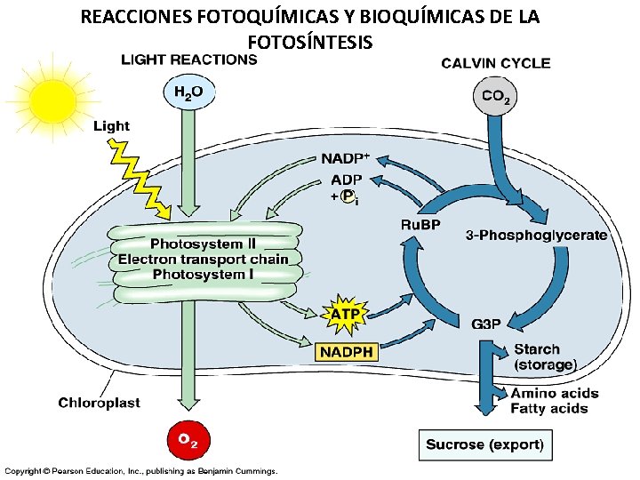 REACCIONES FOTOQUÍMICAS Y BIOQUÍMICAS DE LA FOTOSÍNTESIS 