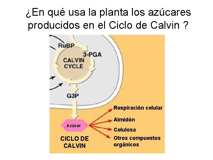 ¿En qué usa la planta los azúcares producidos en el Ciclo de Calvin ?