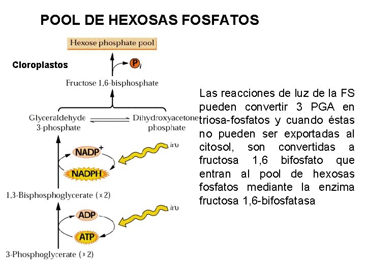 POOL DE HEXOSAS FOSFATOS Cloroplastos Las reacciones de luz de la FS pueden convertir