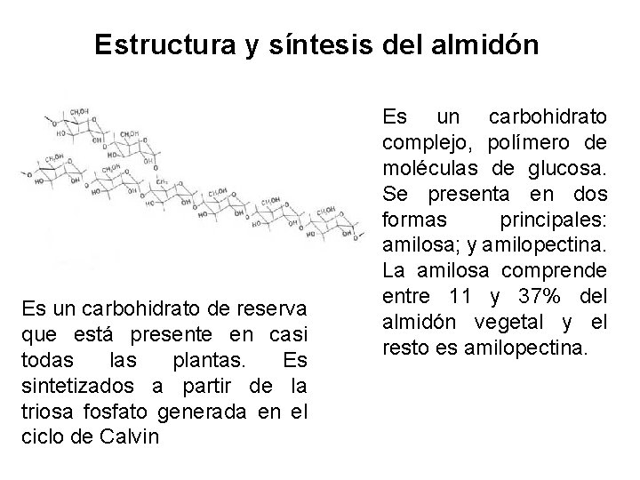 Estructura y síntesis del almidón Es un carbohidrato de reserva que está presente en