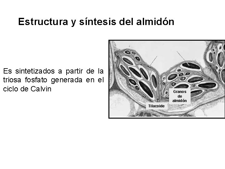 Estructura y síntesis del almidón Es sintetizados a partir de la triosa fosfato generada