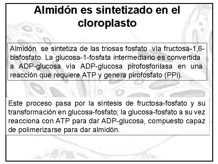 Almidón es sintetizado en el cloroplasto Almidón se sintetiza de las triosas fosfato vía