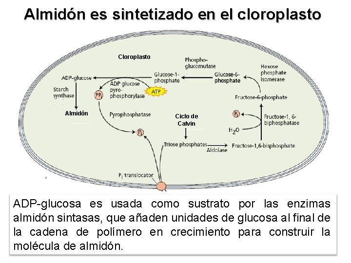 Almidón es sintetizado en el cloroplasto Cloroplasto Almidón Ciclo de Calvin ADP-glucosa es usada