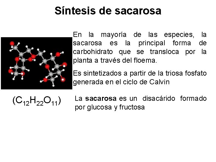 Síntesis de sacarosa En la mayoría de las especies, la sacarosa es la principal