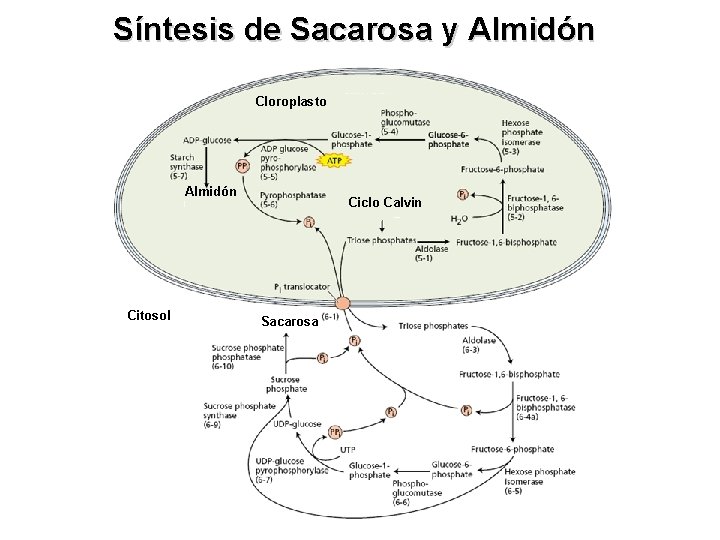 Síntesis de Sacarosa y Almidón Cloroplasto Almidón Citosol Ciclo Calvin Sacarosa 