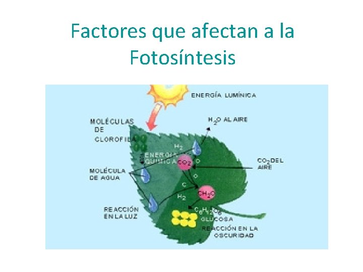 Factores que afectan a la Fotosíntesis 