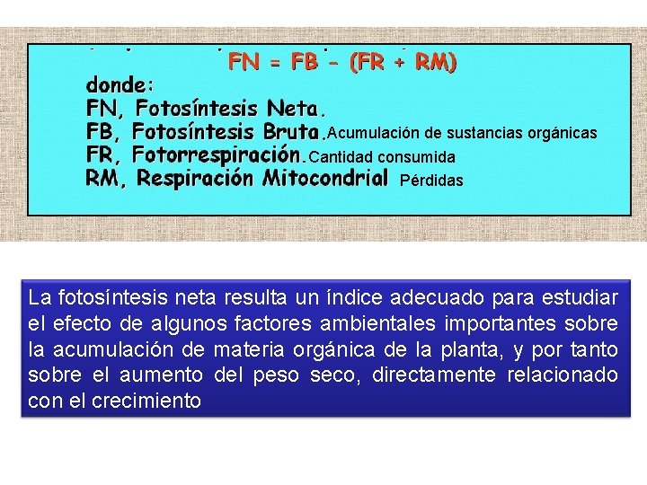 Acumulación de sustancias orgánicas Cantidad consumida Pérdidas La fotosíntesis neta resulta un índice adecuado