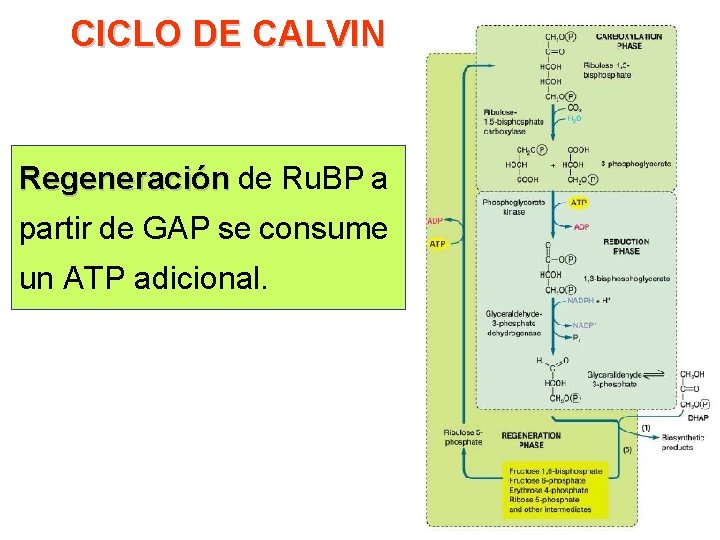 CICLO DE CALVIN Regeneración de Ru. BP a Regeneración partir de GAP se consume