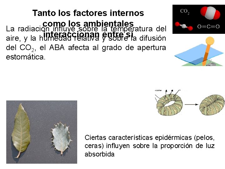 Tanto los factores internos como los ambientales La radiación influye sobre la temperatura del