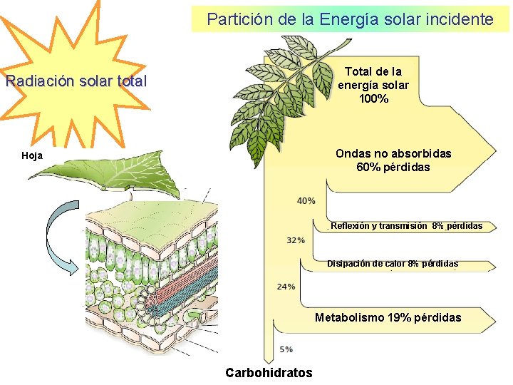 Partición de la Energía solar incidente Total de la energía solar 100% Radiación solar