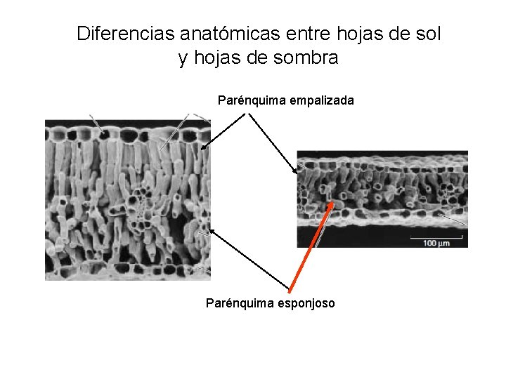 Diferencias anatómicas entre hojas de sol y hojas de sombra Parénquima empalizada Parénquima esponjoso