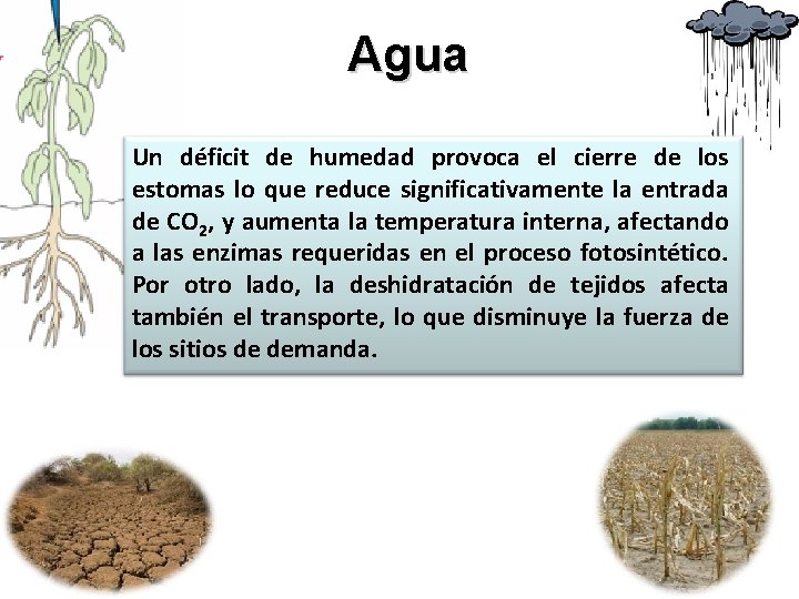 Agua Un déficit de humedad provoca el cierre de los estomas lo que reduce