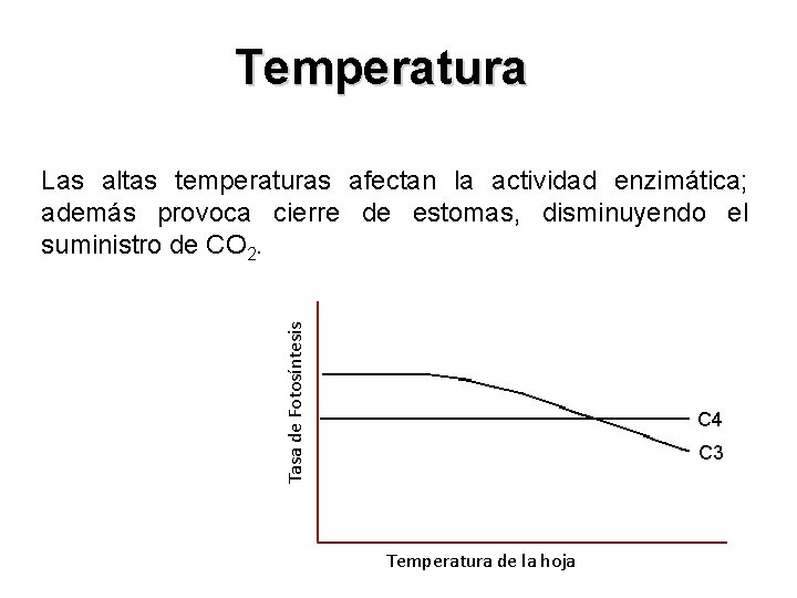 Temperatura Tasa de Fotosíntesis Las altas temperaturas afectan la actividad enzimática; además provoca cierre