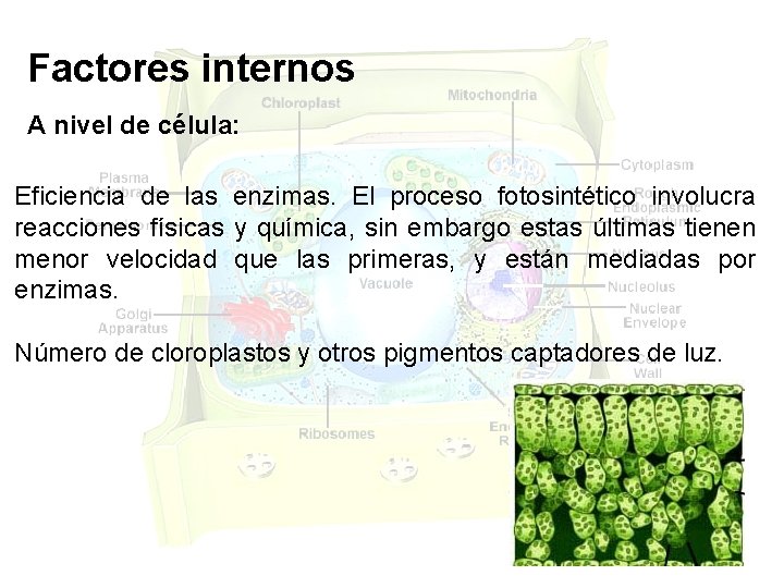 Factores internos A nivel de célula: Eficiencia de las enzimas. El proceso fotosintético involucra