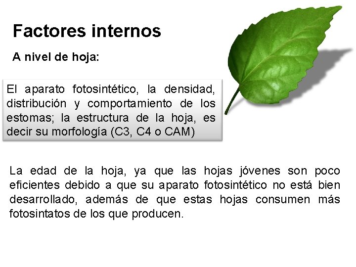 Factores internos A nivel de hoja: El aparato fotosintético, la densidad, distribución y comportamiento