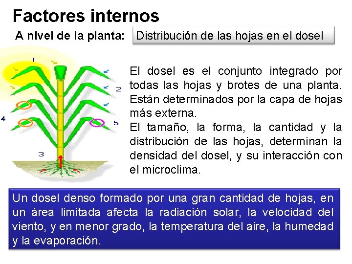 Factores internos A nivel de la planta: Distribución de las hojas en el dosel