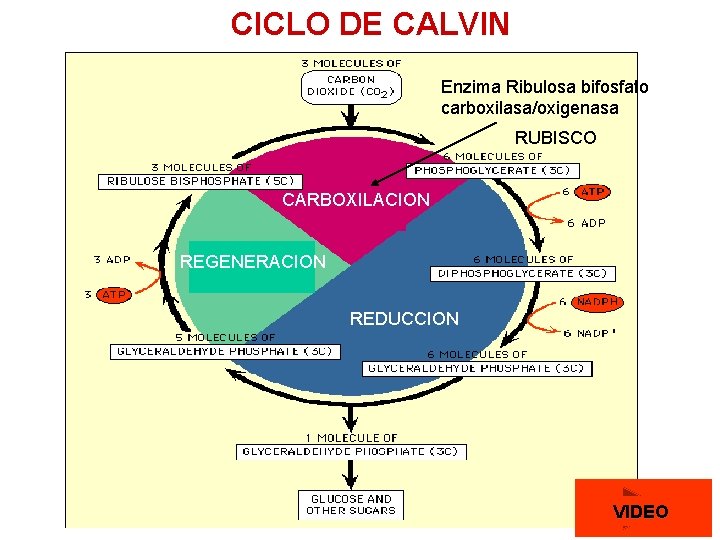 CICLO DE CALVIN Enzima Ribulosa bifosfato carboxilasa/oxigenasa RUBISCO CARBOXILACION REGENERACION REDUCCION VIDEO 
