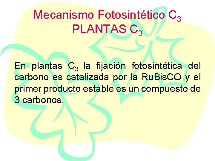 Mecanismo Fotosintético C 3 PLANTAS C 3 En plantas C 3 la fijación fotosintética