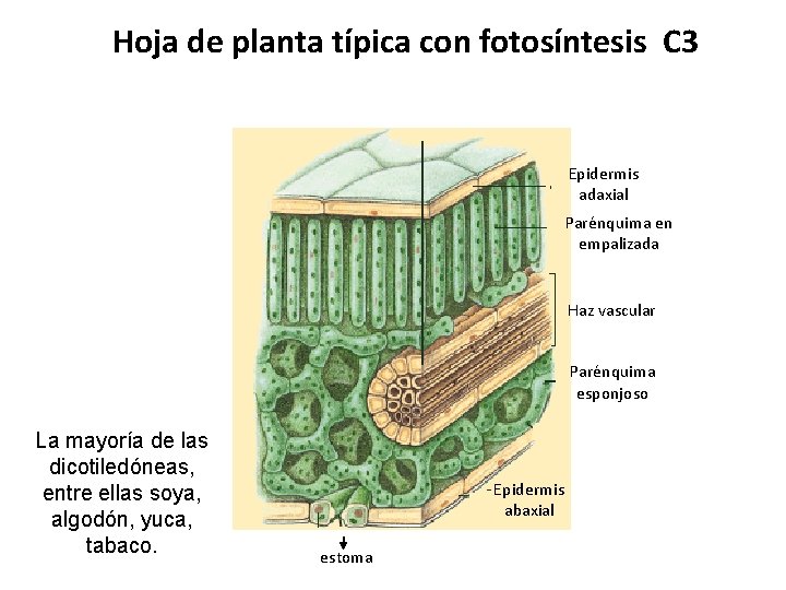 Hoja de planta típica con fotosíntesis C 3 Epidermis adaxial Parénquima en empalizada Haz