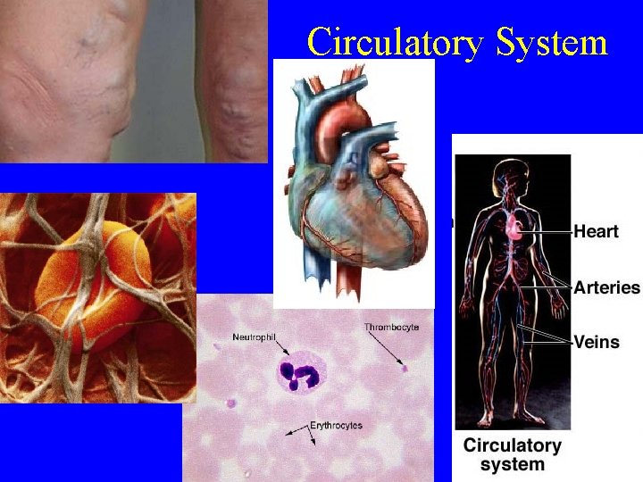 Circulatory System 