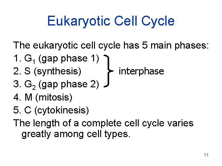 Eukaryotic Cell Cycle The eukaryotic cell cycle has 5 main phases: 1. G 1