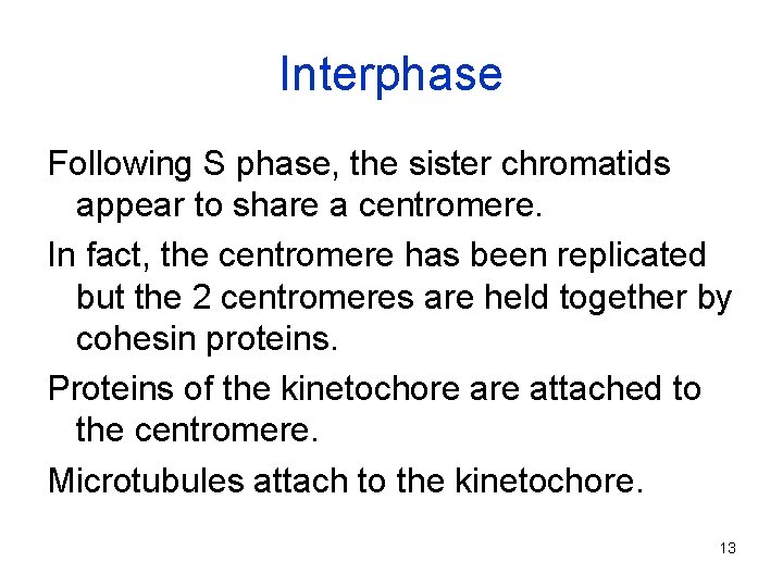 Interphase Following S phase, the sister chromatids appear to share a centromere. In fact,