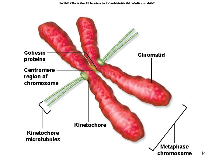 Copyright © The Mc. Graw-Hill Companies, Inc. Permission required for reproduction or display. Cohesin