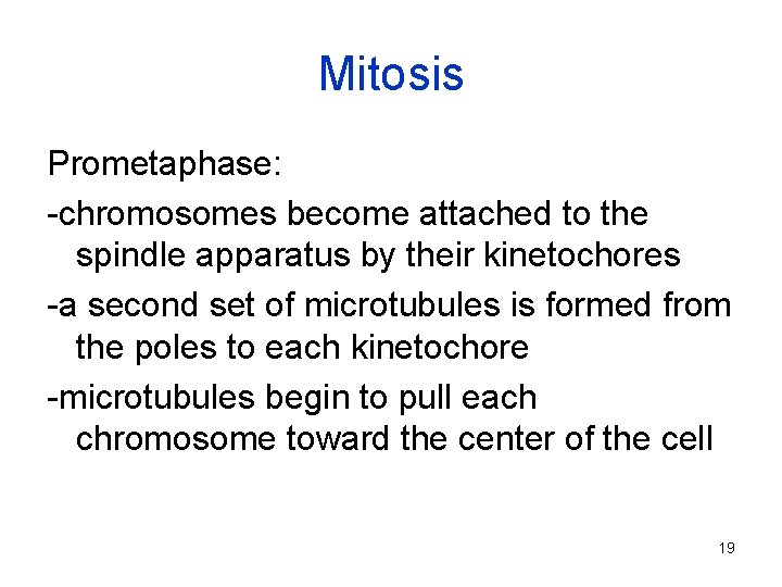 Mitosis Prometaphase: -chromosomes become attached to the spindle apparatus by their kinetochores -a second