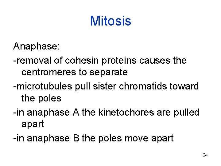 Mitosis Anaphase: -removal of cohesin proteins causes the centromeres to separate -microtubules pull sister