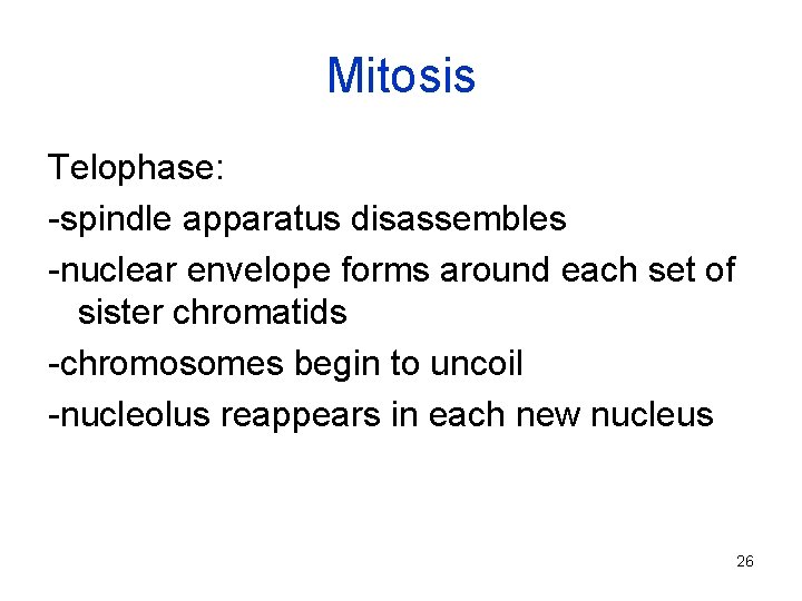 Mitosis Telophase: -spindle apparatus disassembles -nuclear envelope forms around each set of sister chromatids