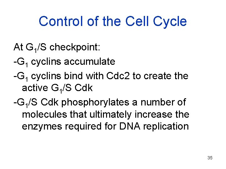 Control of the Cell Cycle At G 1/S checkpoint: -G 1 cyclins accumulate -G