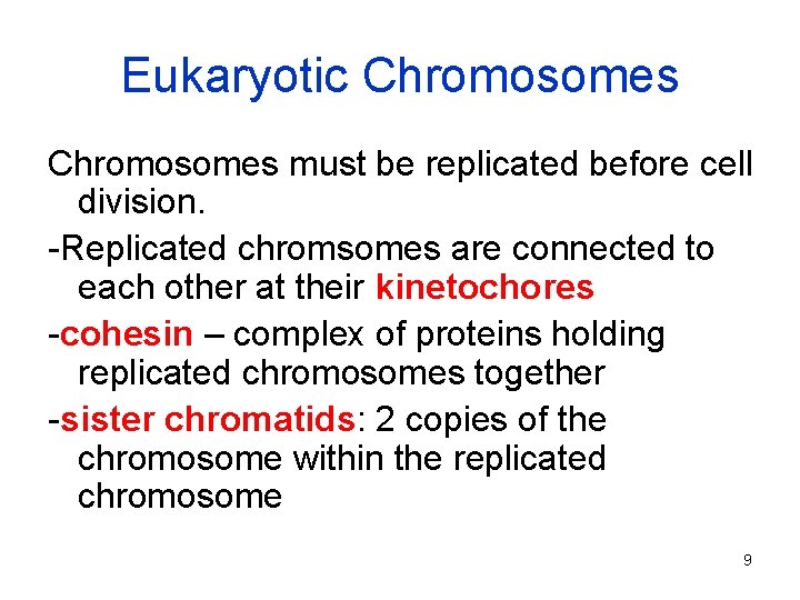 Eukaryotic Chromosomes must be replicated before cell division. -Replicated chromsomes are connected to each