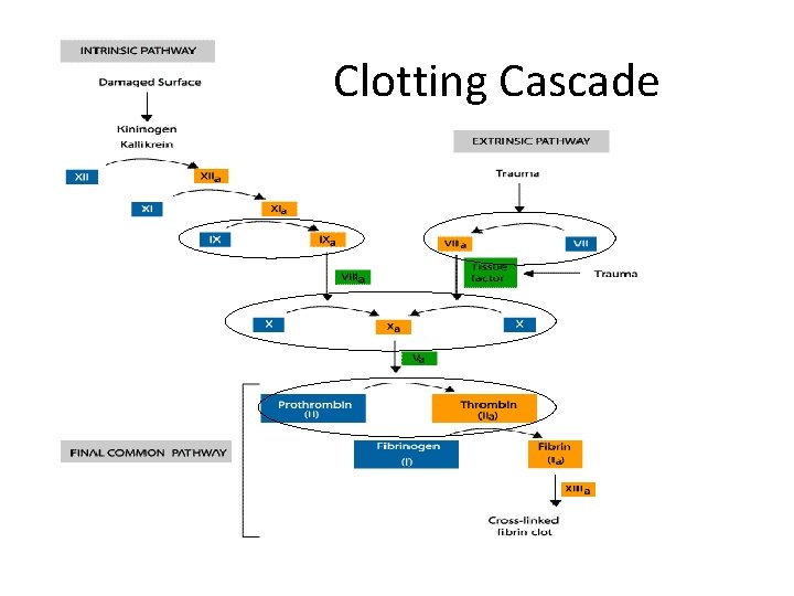 Clotting Cascade 