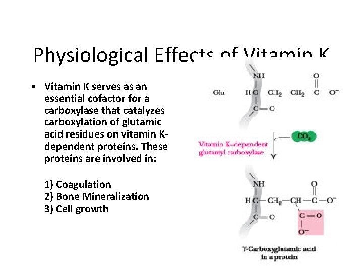 Physiological Effects of Vitamin K • Vitamin K serves as an essential cofactor for