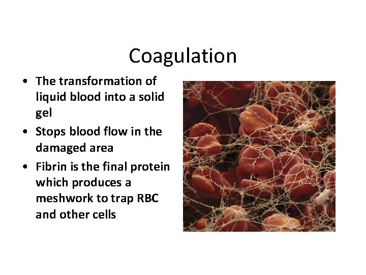 Coagulation • The transformation of liquid blood into a solid gel • Stops blood