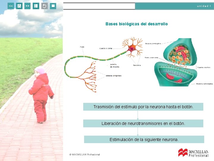 unidad 1 Bases biológicas del desarrollo Trasmisión del estímulo por la neurona hasta el