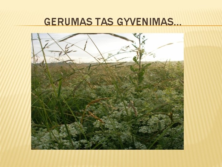 GERUMAS TAS GYVENIMAS. . . 