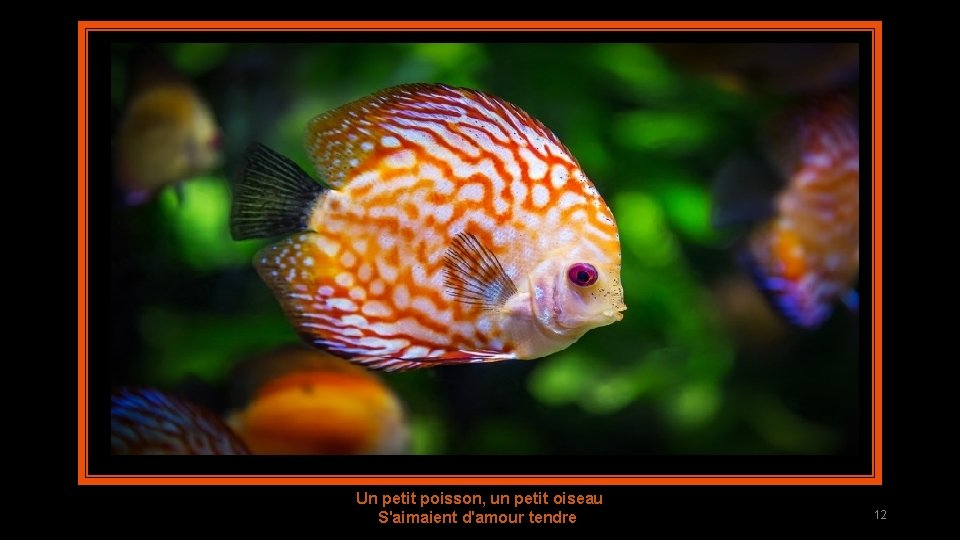 Un petit poisson, un petit oiseau S'aimaient d'amour tendre 12 